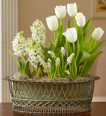 Sentimental Garden for Sympathy