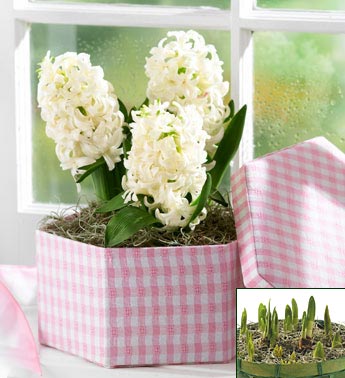 Hyacinths in Hatbox