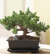 January - Juniper Bonsai