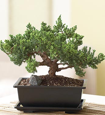 January - Juniper Bonsai