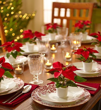 Poinsettia Party Pack