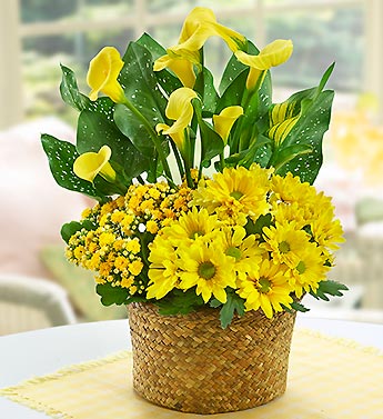 Sunny Day Dish Garden