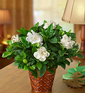 Ultimate Elegance Gardenia