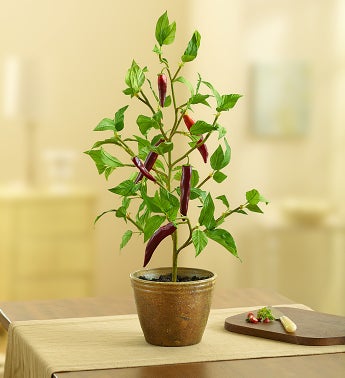 Faux Potted Pepper Plant