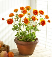 Potted Orange Silk Ranunculus