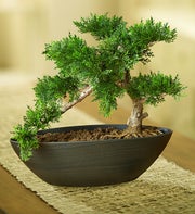 Faux Cedar Bonsai
