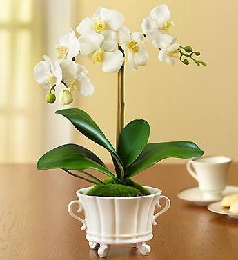 Silk Phalaenopsis Orchid Potted