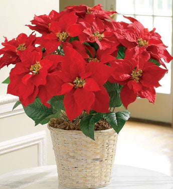 Poinsettia Plant