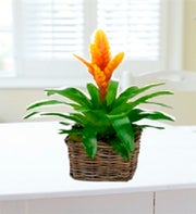 Bromeliads Plant