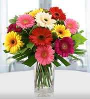 Simply Gerberas