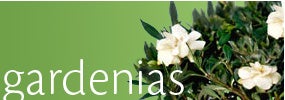 Gardenias