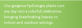 Hydrangea