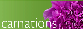 Carnations