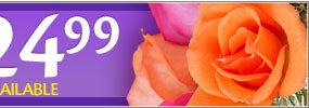 Expertly designed Flowers from $24.99
