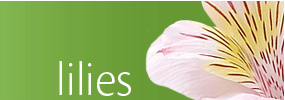 Lilies