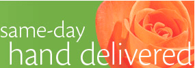 Same Day Plant Delivery