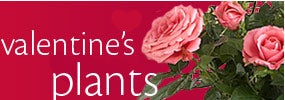 Valentine Plants