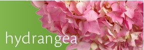 Hydrangea