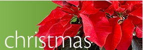 Christmas Flowers