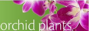 Orchid Plants