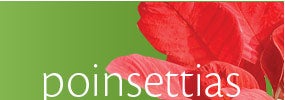 Poinsettias