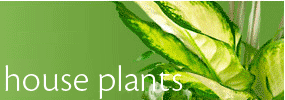 House Plants