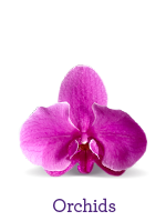 The Orchid Boutique