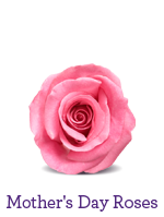 Mother's Day Roses