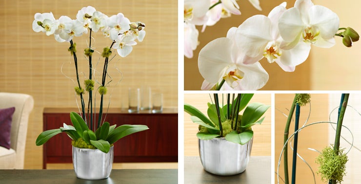 Silver Celebration Orchids