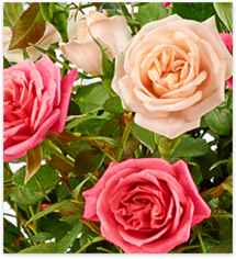 Bi-Color Roses