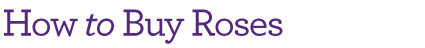 How to Buy Roses