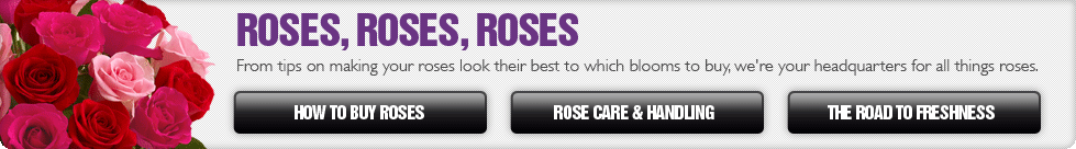 Rose Headquarters Content