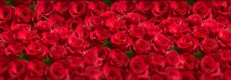 Valentine's Rose Headquarters - Dozens & Dozens
