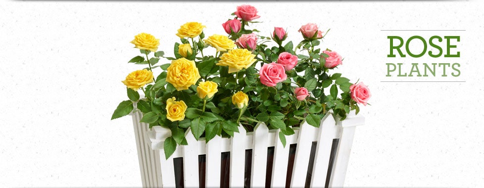 Rose Plants