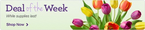 Deal of the Week
