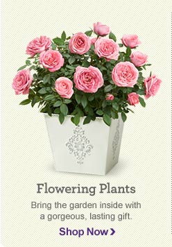 Flowering Plants