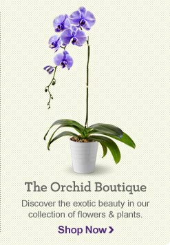 Orchid Boutique;
