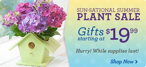 Summer Plant Sale