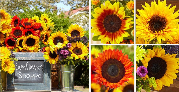 The Sunflower Shoppe