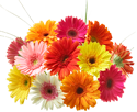 Gerbera Daisies