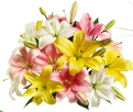Lilies