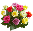 Multicolored Roses