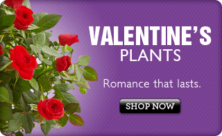 Valentine's Plants