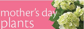 Mother's Day Plants