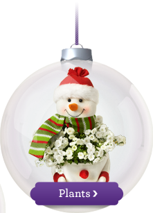 Christmas Plants
